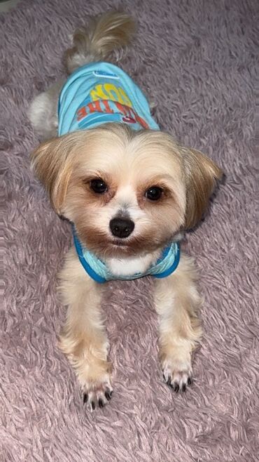 it satisi 2020: Malta bolonka, 2 il, Erkek, Cütləşmə üçün