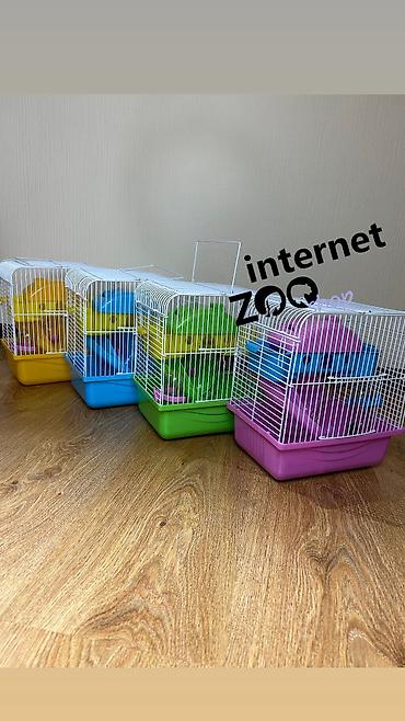 Хомяки: Продаются хомячки джунгарские, сирийские, ангорские пушистые хомячки — 27