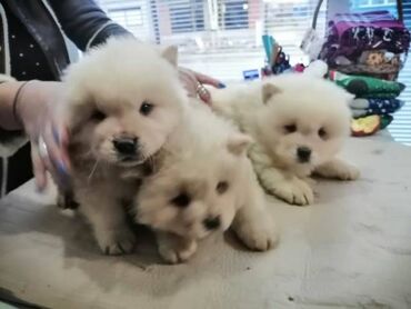 Psi: Čau-Čau (Chow Chow) Na prodaju muško štene Čau Čau bele boje i ženka
