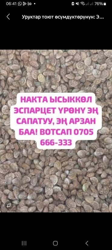 офисные мебели бишкек: Уруктар тоют өсүмдүктөрүнүн: Эспарцет