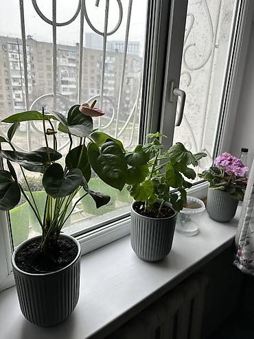 сухие цветы: Комнатные растения в декоративных горшках. Все цветы ухоженные, почва — 6