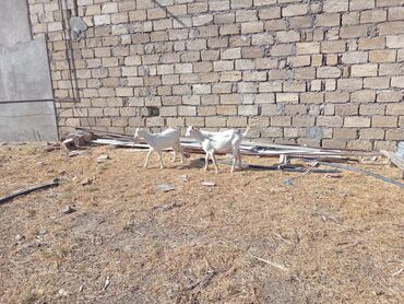 Ördəklər: 2 Sanedir, Bir Dişi Bir Erkək, Sağlam Heyvanlardır