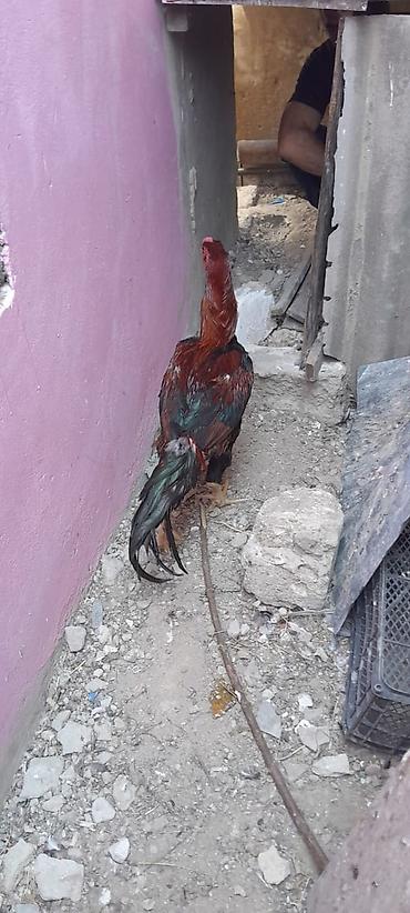 tufəngi: Heyrati xoruz bos bekar adamlar narahat etmesin! — 2
