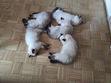 Mačke: Ragdoll mačići – blue point rođeni 02.04. - Prelepi ragdoll mačići sa — 13