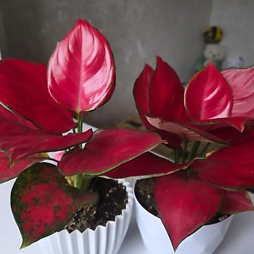Антуриумы: Антуриум Андре (Anthurium andreanum) в декоративном кашпо. - — 4