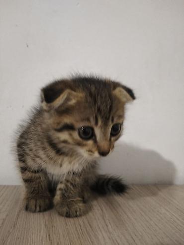каракол кошка: Скотиш Фолд (Шотландиялык шалпаң кулак), 2 айлык, Ургаачы — 10