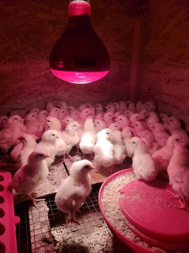 Куры, петухи: Продаю | Цыплята, Инкубационные яйца | Леггорн | Для разведения, Несушки — 6