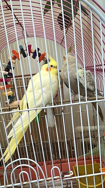 quşlar: Nimfal (cockatiel) cütlüyü və qəfəs dəsti - Növ: Nimfa tutuquşusu — 1