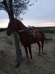 ящик ош: Сатам | Жылкы (эркек)