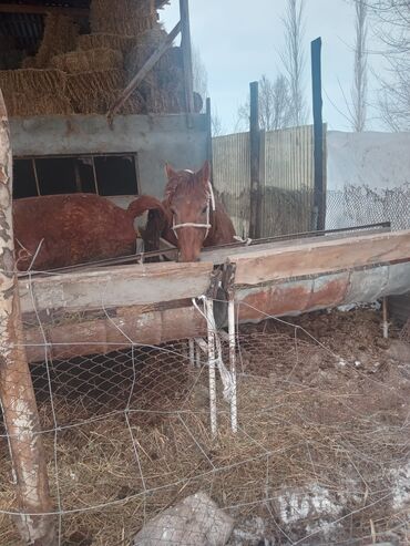 племенные кролики продажа: Продаю | Кобыла (самка) | Для разведения | Племенные