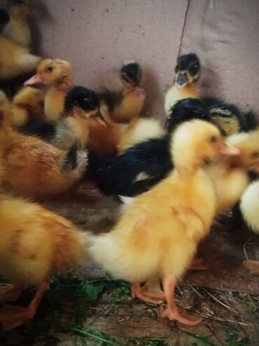 Inəklər, öküzlər: Ördək cücələri, Ətlik, Ünvandan götürmə, Ödənişli çatdırılma