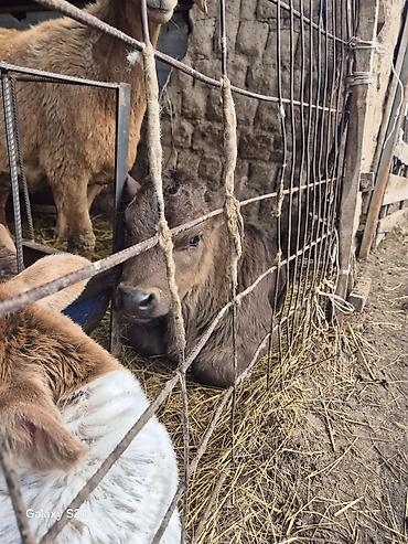 Коровы, быки: Продаю | Музоо, торпок | На откорм | Искусственник — 10