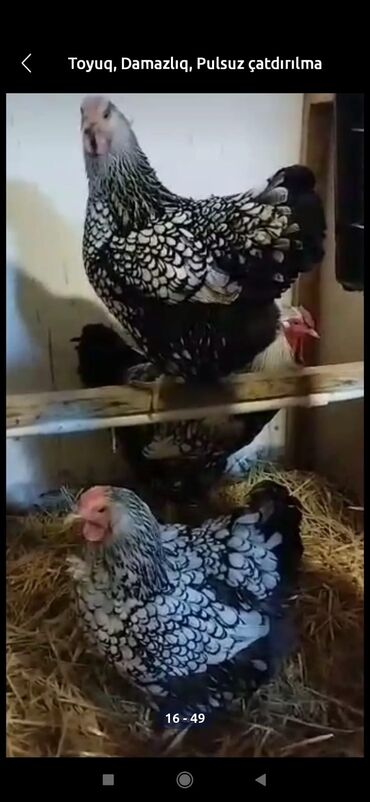 Hinduşka: Erkək, Kanada, Holland, Amerika, Damazlıq, Pulsuz çatdırılma — 7