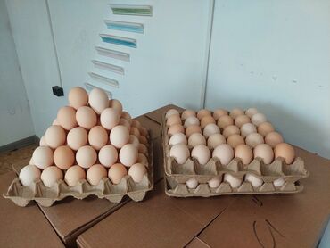 сколько стоит в бишкеке дубайский шоколад: Предлагаются куриные яйца, представленные в двух форматах: В