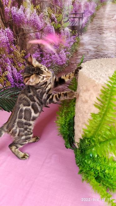 Продажа кошек: Красивейшие Бенгальские котята 3мес девочки и мальчики. Проф питомник at lalafo.kg — 14 Продажа кошек: Красивейшие Бенгальские котята 3мес девочки и мальчики. Проф питомник — 14