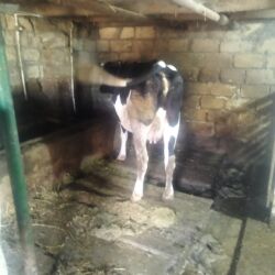 Pişiklər: Kök kesimlik iney sarı iney 2700 ağ qara inəyin qiymeti 
3700