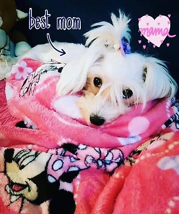 Psi: Na prodaju musko stene maltezera,ostenjen 23.11.2025,bela svilenkasta — 8