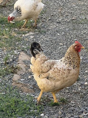 brama toyuqları: Məhsul: Qarışıq cins ev quşları sürüsü Təsvir: - Şəkillərdə müxtəlif — 5