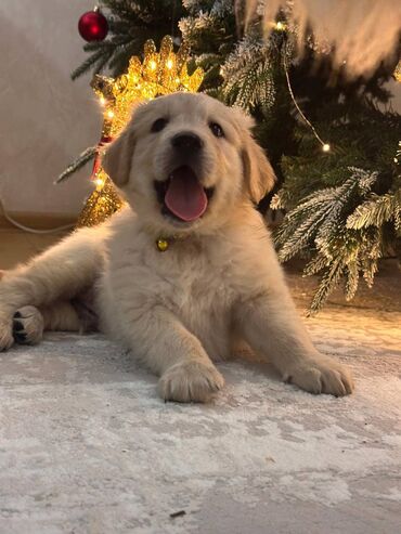 İtlər: Retriever, 2 ay — 1