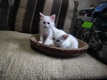 Продажа кошек: Отдаю котят в хорошие,ответственные руки.Котятам 2 месяца, к лотку — 7