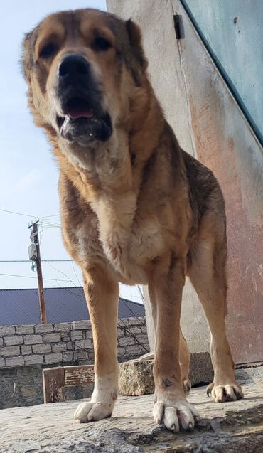 shiba inu qiymeti: 2 il, Erkek, Peyvəndli, Pulsuz çatdırılma