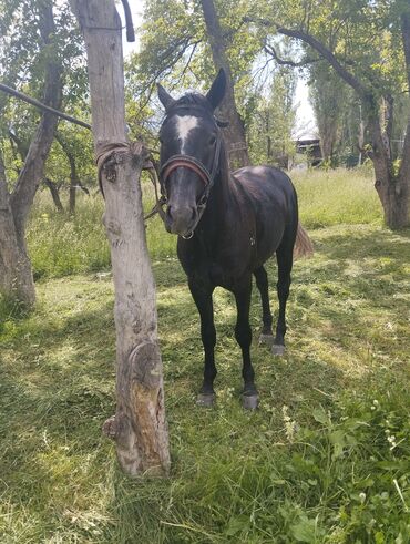 жылкы ургачы: Кунан сатылат 2 жаштан отту бою 150 см КУРЧ кудай буйруса жакшы жылкы