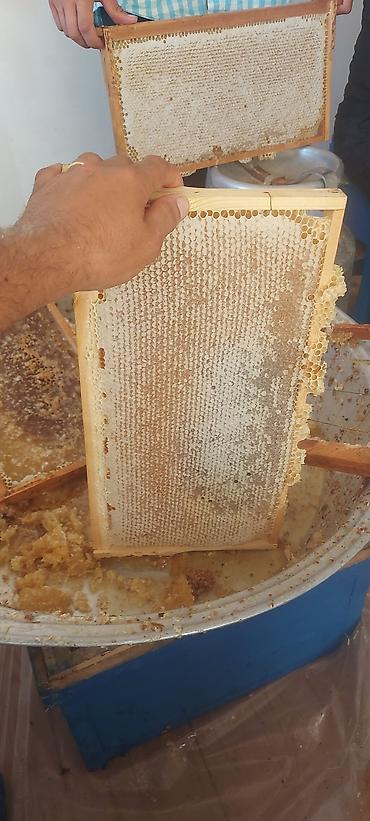 kələm gülü: Arılar Göyçayda saxlanılır birinci süzüm Göyçayda iyunda, ikinci süzüm — 2