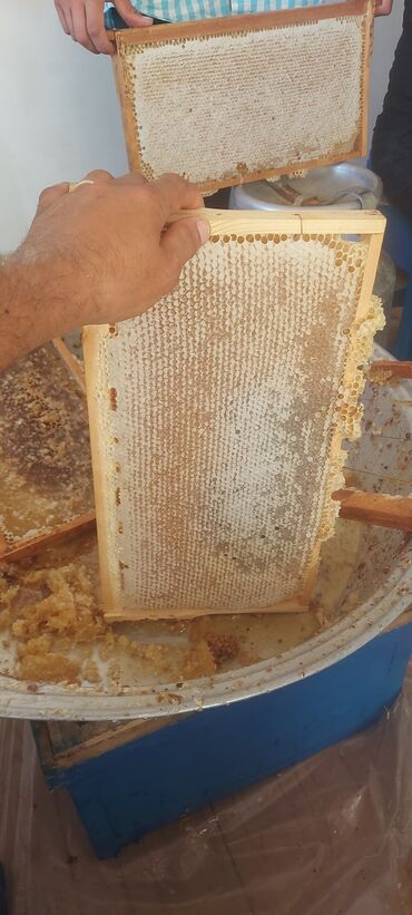 Bal: Müalicəvi Göyçay qaratikan balı 100% tam təbii baldır. Süzülmə bal — 5