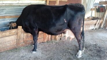 С/х животные и товары: Продаю | Корова (самка) | Алатауская | Для молока