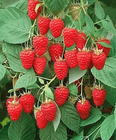 Tinglər: Tinglər -da lalafo.az — 4 Tinglər: Tinglər — 4