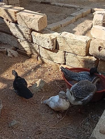 ördey: Lal ördək 8 ədəd .1 ədəd qaZ. hamısına bir qiymət deyin sef edərsə — 1