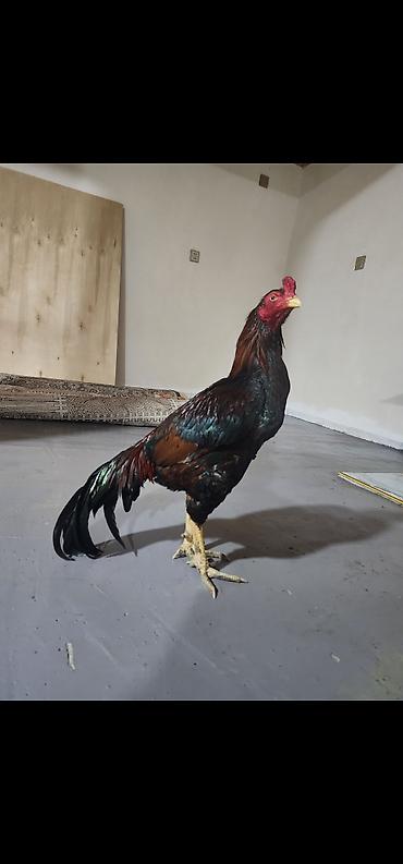 Xoruzlar: Xoruz, Heyratı, il: 3, Ödənişli çatdırılma — 10