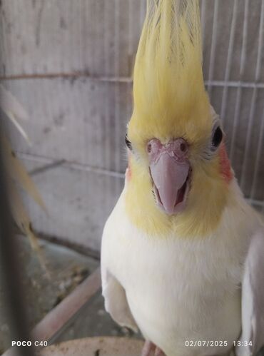 Tutuquşları: Korella Karella tutuqusu papuqay sevgi quşu nerazlucnik valnist 14 — 13