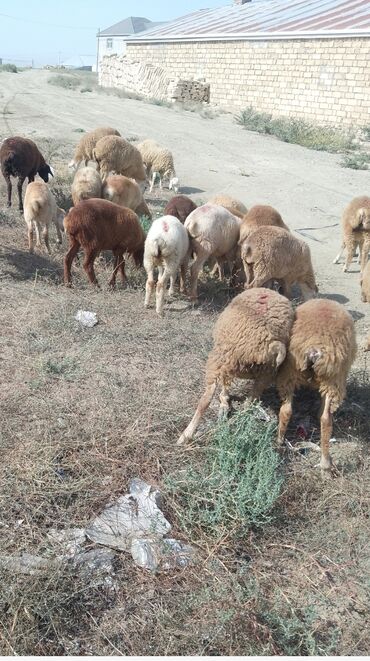 ramanov qoyun: Bordaga geden quzular satilir 32 ədəddir . Sap-sağlam quzulard. butun