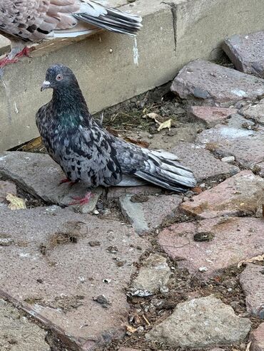 ingilis setteri it cinsinin digər adı nədi: Təmiz Qan Ebreşder 50 quşdu. Vaksinləri vurulub. quşdar Bakıda Nesimi