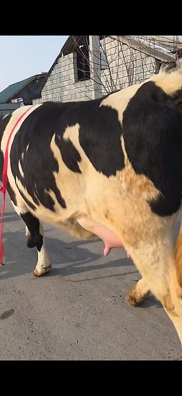 Inəklər, öküzlər: Südlük inək buzovla birlikdə - Cins: Holşteyn tipli, ağ-qara rəngli - — 2