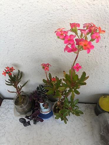 maral basi: Ev bitkiləri gul acan maral buynuzu7man,2ci gul 10manat — 3