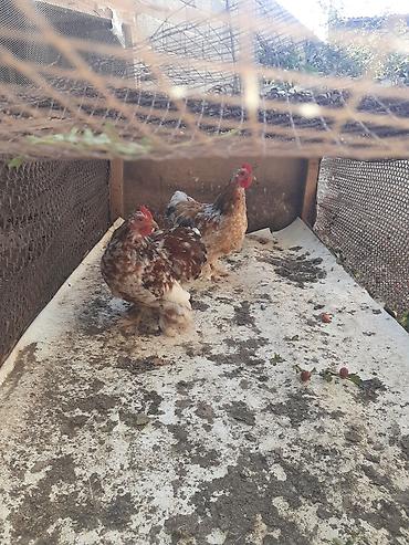 Brama koxinlər sağlamdılar qiymət birinə aiddi lalafo.az -da Brama koxinlər sağlamdılar qiymət birinə aiddi