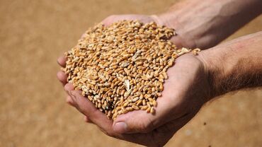 ондурулгон буудай: Пшеница 60 тонн
Продаю пшеницу
Буудай сатам