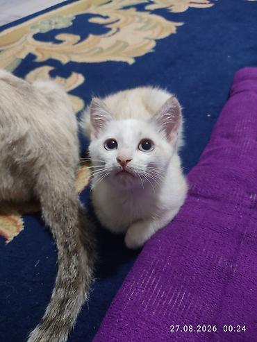 Животные: Котёнок с голубыми глазами - Пол: мальчик - Окрас — 1