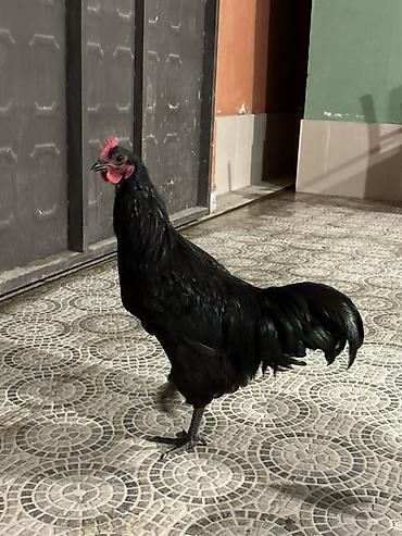 qara qartal sekilleri: Qara rəngli xoruz Avstralop - Tamamilə qara lələk örtüyü, parlaq və — 2