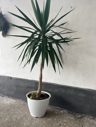 подставка для растений: Декоративное растение ростом 170 см, в хорошем состоянии, ухоженный…