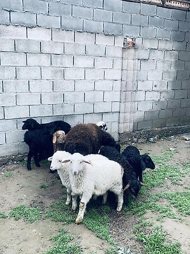 Баран, овца: Продаю | Овца (самка) | Для разведения | Матка — 2