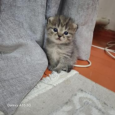 сливы пантеры из коттеджа: Котята тигрового окраса - Порода: домашние короткошёрстные (табби). - — 1