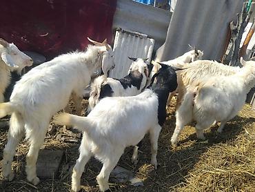 Козы, козлы: Продаю | Коза (самка), Козёл (самец), Козлёнок | Зааненская, Битал | Для разведения, Для молока | Племенные, Котные, Осеменитель — 20