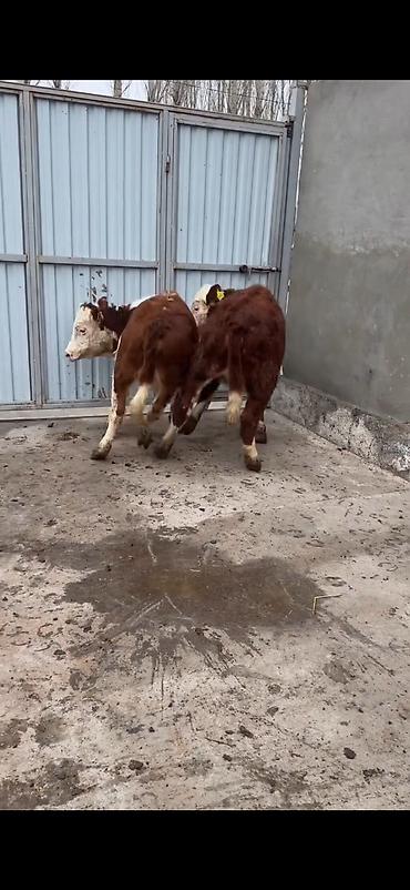Dana, buzov: Məhsul: Simmental tipli dana cütlüyü - Rəng: qırmızı-ağ ləkəli, açıq -da lalafo.az — 10 Dana, buzov: Məhsul: Simmental tipli dana cütlüyü - Rəng: qırmızı-ağ ləkəli, açıq — 10