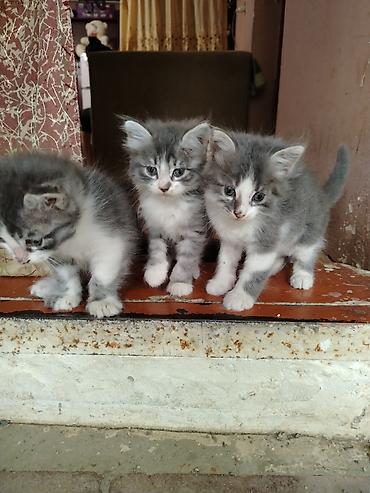 pişik satişi: Sibir, Erkək, Yaxşı əllərə, Ünvandan götürmə — 1