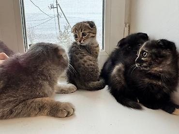 Продажа кошек: Котята 500с каждая . мама вислоухая. 2 месяца котятам. можно забрать с — 7