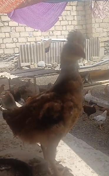 ev itləri ucuz: Məhsul: Yerli Kend Cuceler 70 gunluk.Cox say alana endirim edecem — 1