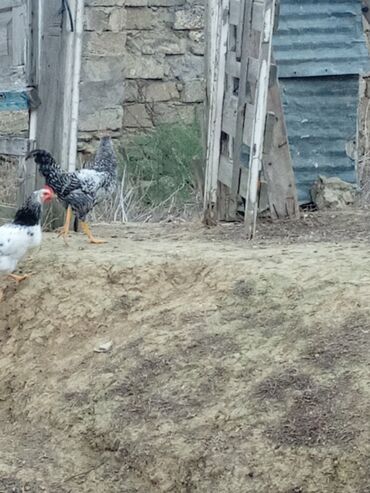 Toyuqlar: Toyuq, Ətlik -da lalafo.az — 3 Toyuqlar: Toyuq, Ətlik — 3